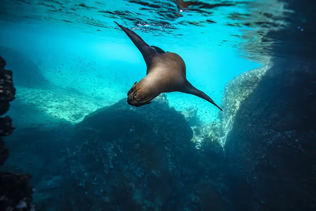 A sea lion swimming underwater