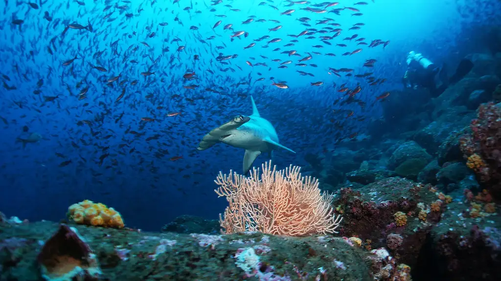 Hammerhead shark and tropical fish on a Galápagos dive