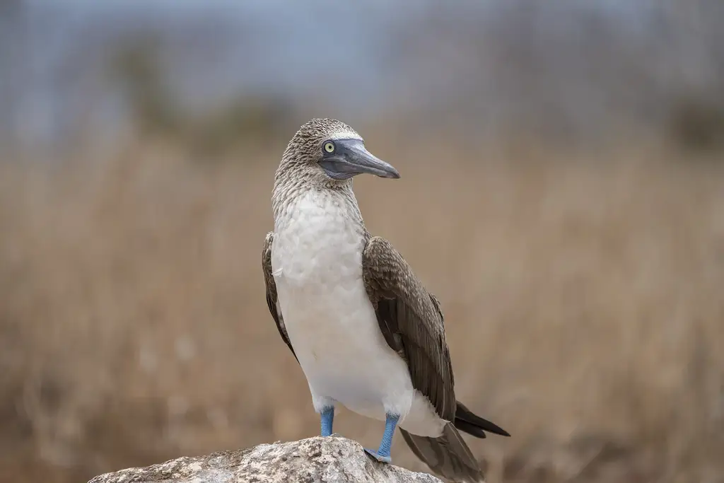 Blue-footed booby perched on volcanic rock
