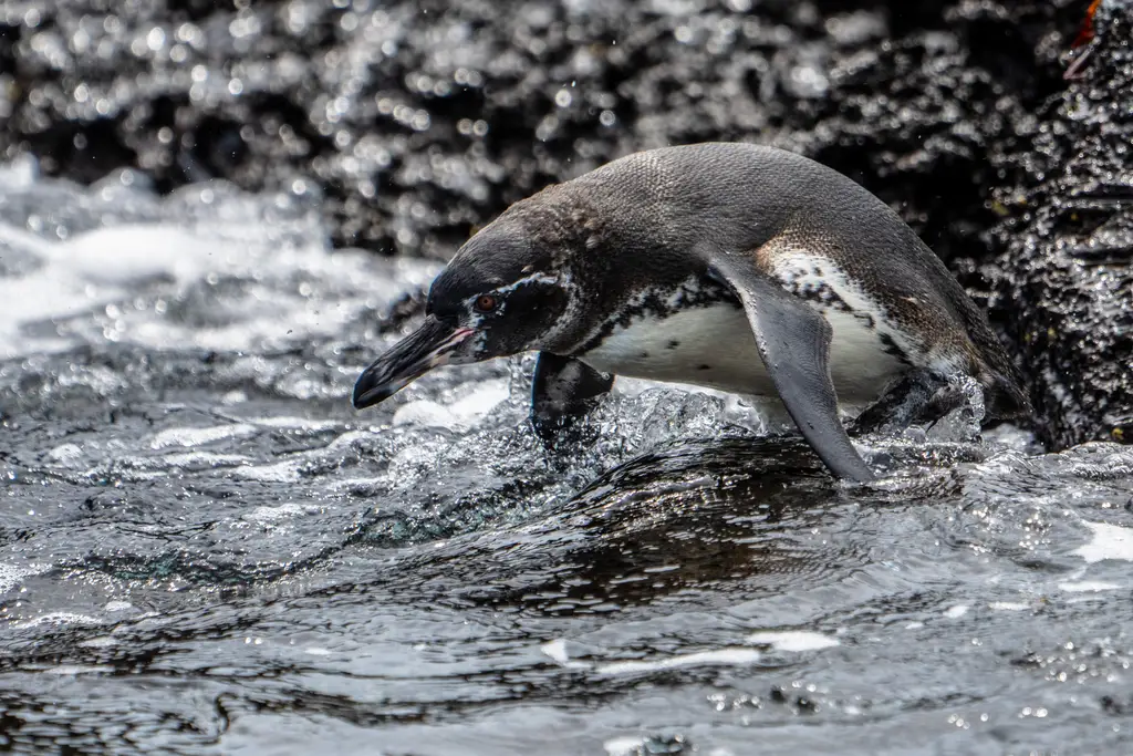 Galápagos penguin on volcanic rock