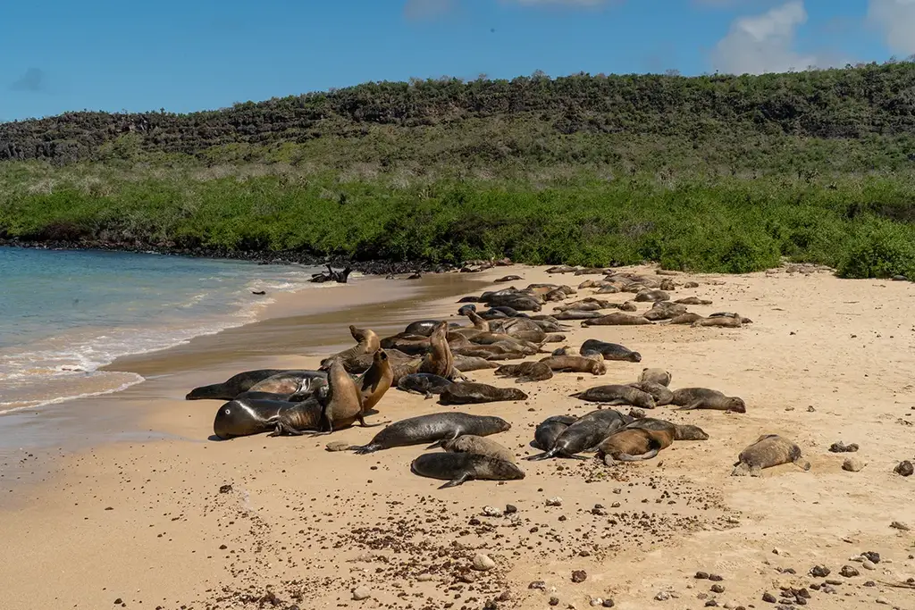 Galápagos sea lions on the shore