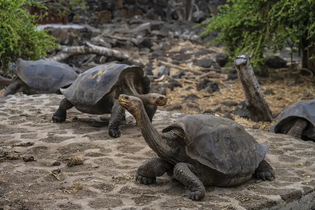 Giant tortoises on a path at the Charles Darwin Research Station