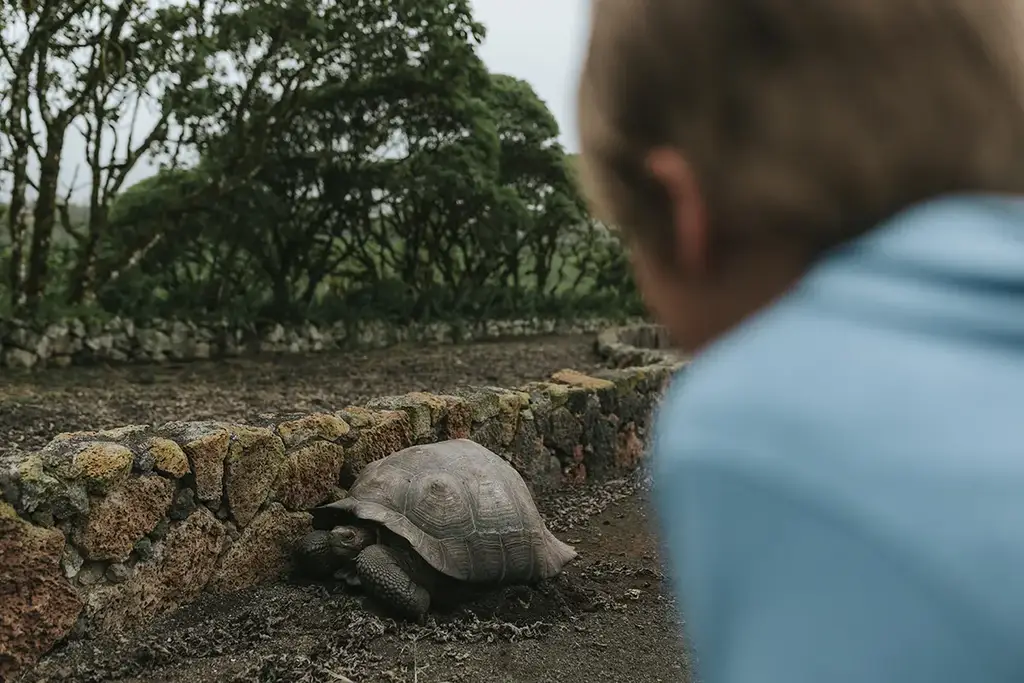 Giant tortoise in the reserve near Pikaia Lodge