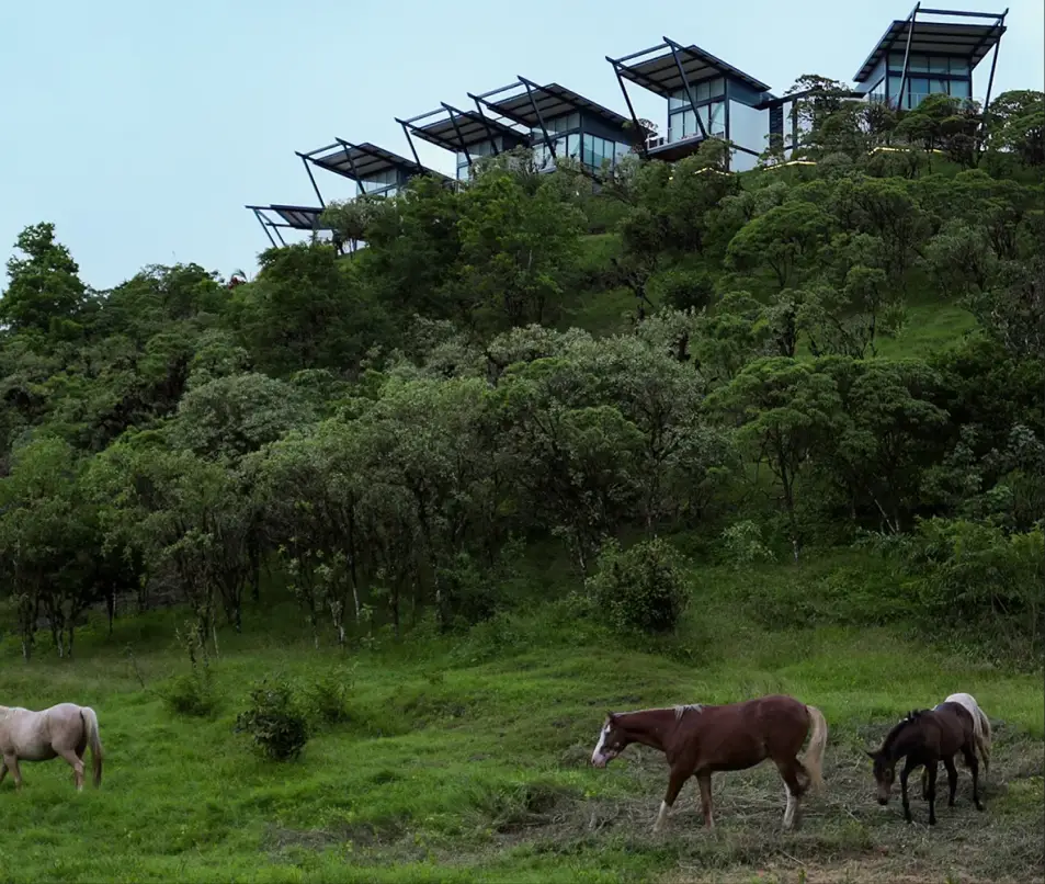 Horses grazing below Pikaia Lodge on the ridge
