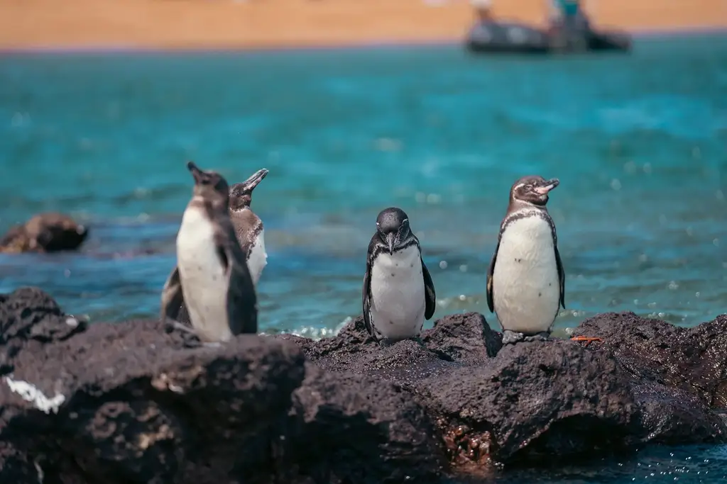 Galápagos penguins on coastal rocks