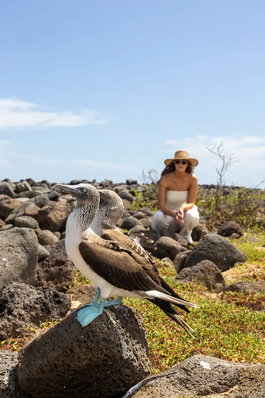 Guest with a blue-footed booby during a land excursion